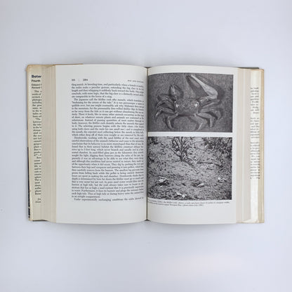 Between Pacific Tides (Fourth Edition) - Edward Ricketts & Jack Calvin