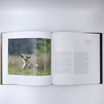 The Last Wild Wolves: Ghosts of the Rain Forest - Ian McAllister