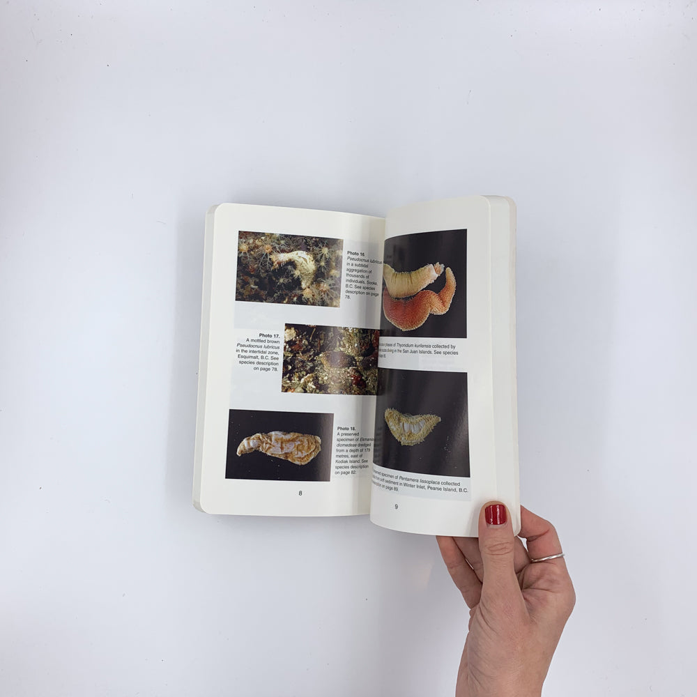 Sea Cucumbers of British Columbia, Southeast Alaska and Puget Sound - Philip Lambert