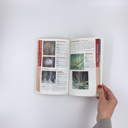 Whelks to Whales: Coastal Marine Life of the Pacific Northwest - Rick M. Harbo