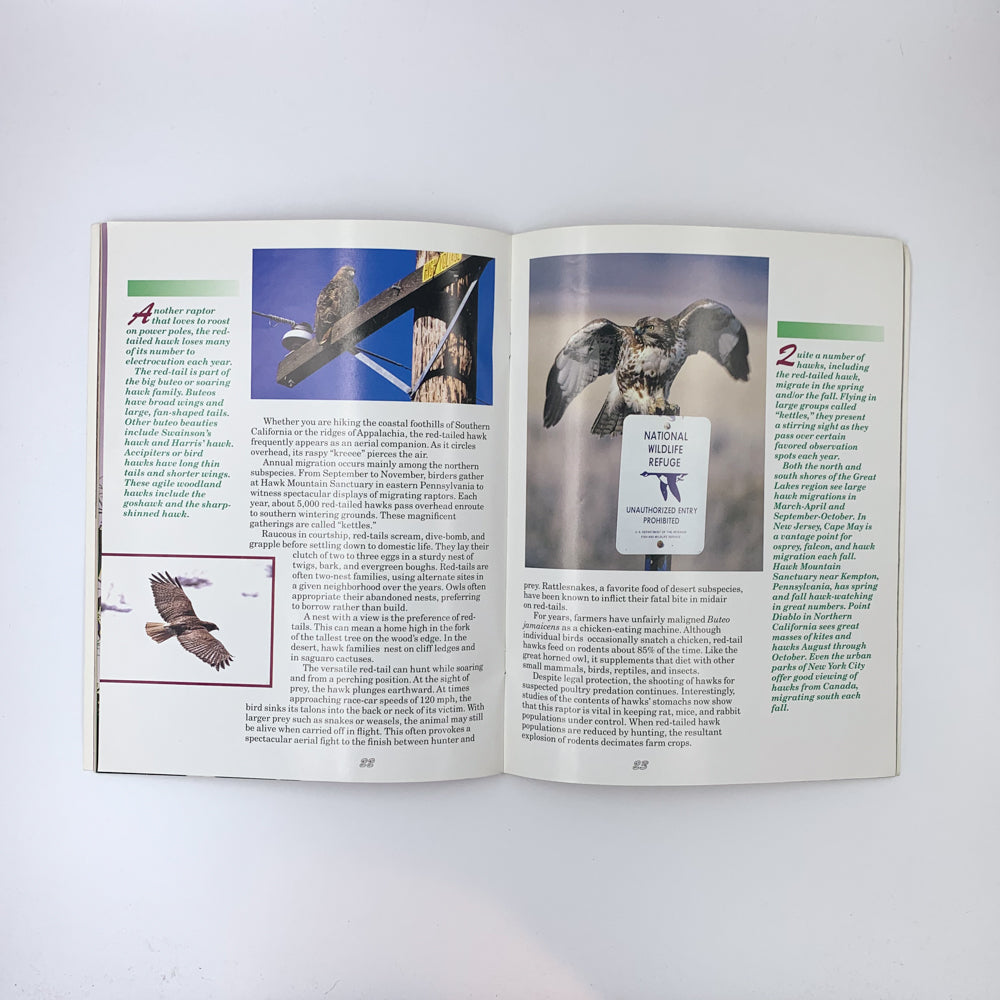 Hawks, Owls and Other Birds of Prey - Denise K. Fourie